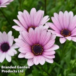 Osteospermum Blush Collection (Hardy) -Perfect Greenery OSTE SENNANSUN S438881