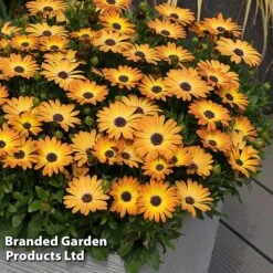 Osteospermum 'Dazzling Duo' -Perfect Greenery OSTE SERENSUNS S26078