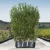 Burkwood Osmanthus Ready Bag Instant Hedge 1m (pre-grown) -Perfect Greenery Osmanthus20burkwoodii20copy