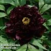 Tree Peony 'Chu Wu' -Perfect Greenery PAEA KC9581A