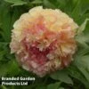 Tree Peony 'Jin Ge' -Perfect Greenery PAEA KC9584 A