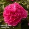 Tree Peony 'Juan Ye Hong' -Perfect Greenery PAEO KC9585 A