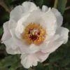 Tree Peony 'Feng Dan Bai' (White Phoenix) -Perfect Greenery PAEO T62060 A h