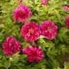 Tree Peony 'Luoyang Hong' -Perfect Greenery PAEO T62067 A h