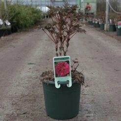 Tree Peony 'Luoyang Hong' 5 Tree Peony 'Luoyang Hong' -Perfect Greenery PAEO T62067 B h