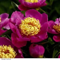 Peony Collection -Perfect Greenery PAEO DOREEN H319882