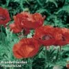 Poppy 'Allegro' -Perfect Greenery PAPA ALLEGRO1
