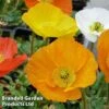 Poppy Nudicaule 'Garden Gnome' -Perfect Greenery PAPA GARDGNOME1
