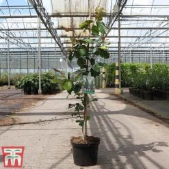 Parrotia Persica -Perfect Greenery PARR TKA3314 A