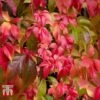Parthenocissus Quinquefolia -Perfect Greenery PART T58015 B