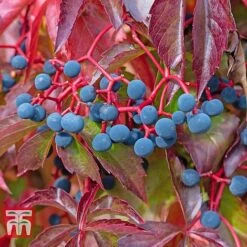 Parthenocissus Quinquefolia -Perfect Greenery PART T58015 C
