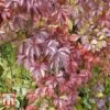 Parthenocissus Quinquefolia 'Troki Red Wall' -Perfect Greenery PART T66357 A