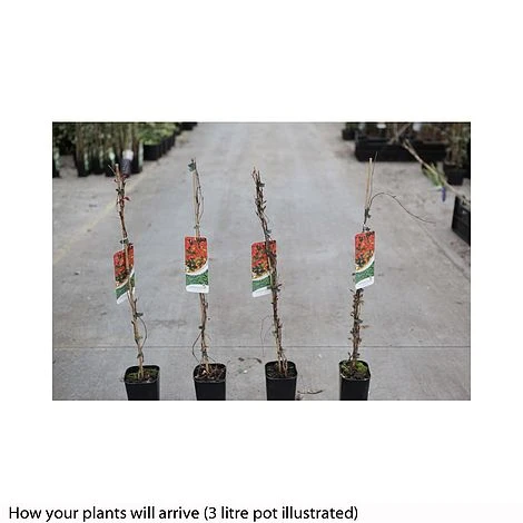 Parthenocissus Tricuspidata 'Veitchii' 4 Parthenocissus Tricuspidata 'Veitchii' - Image 2