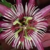 Passiflora 'Violacea Victoria' -Perfect Greenery PASS T67378 A h