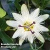 Passiflora Caerulea 'Constance Elliott' -Perfect Greenery PASS CONSTELLI L44015