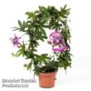 Passiflora Violacea On A Hoop -Perfect Greenery PASS HOOPPINK S50486