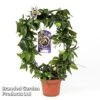 Passiflora Caerulea On A Hoop -Perfect Greenery PASS HOOPPURPL S50485