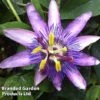 Passiflora (Passion Flower) 'Lavender Lady' 2 Passiflora (Passion Flower) 'Lavender Lady' -Perfect Greenery PASS LAVENLADY S13519