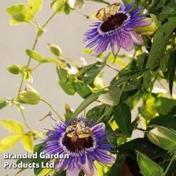 Passiflora 'Purple Haze' -Perfect Greenery PASS PURPLEHAZ L43580