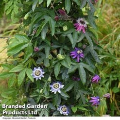 Passiflora Collection -Perfect Greenery PASS TRIO T44029