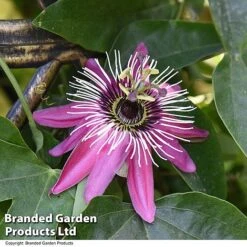 Passiflora Violacea On A Hoop -Perfect Greenery PASS TRIO T44036