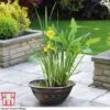 Patio Pond Plant Basket -Perfect Greenery PATI KB0322 A