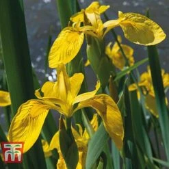 Patio Pond Plant Basket -Perfect Greenery PATI KB0322 D