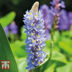 Patio Pond Plant Basket -Perfect Greenery PATI KB0322 E