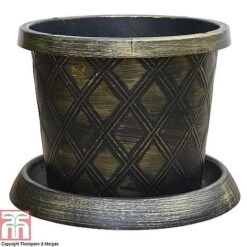 Agapanthus Midnight Cascade Collection 7 Agapanthus Midnight Cascade Collection -Perfect Greenery PATI T56850P B1