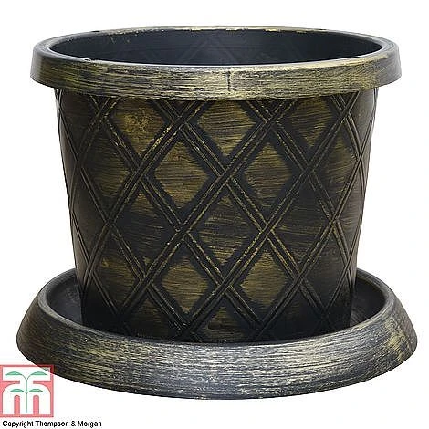 Agapanthus Midnight Cascade Collection 5 Agapanthus Midnight Cascade Collection - Image 3