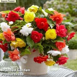 129 Bulb & Perennial Bumper Pack 13 129 Bulb & Perennial Bumper Pack -Perfect Greenery PENDULA