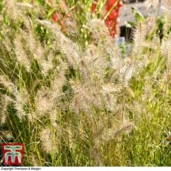 Pennisetum Alopecuroides 10 Pennisetum Alopecuroides -Perfect Greenery PENN 1657 A1