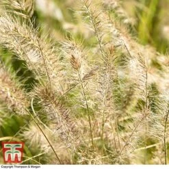 Pennisetum Alopecuroides 12 Pennisetum Alopecuroides -Perfect Greenery PENN 1657 A3