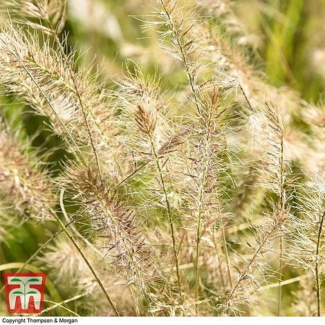 Pennisetum Alopecuroides 7 Pennisetum Alopecuroides - Image 5