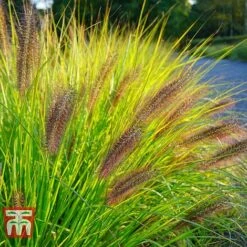 Pennisetum Viridescens -Perfect Greenery PENN T66359 A