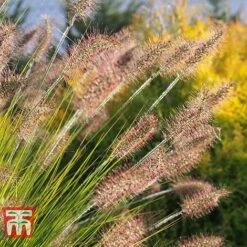 Pennisetum Viridescens -Perfect Greenery PENN T66359 B