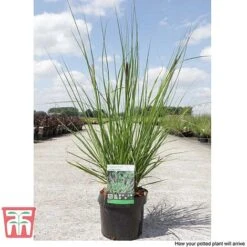Pennisetum Viridescens -Perfect Greenery PENN T66359 F