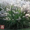 Pennisetum Alopecuroides 'Moudry' -Perfect Greenery PENN tka3316 A1