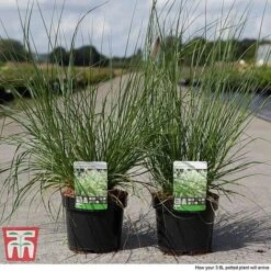 Pennisetum Alopecuroides 'Moudry' 9 Pennisetum Alopecuroides 'Moudry' -Perfect Greenery PENN tka3316 B1