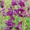 Penstemon 'Countess Of Dalkeith' 2 Penstemon 'Countess Of Dalkeith' -Perfect Greenery PENS KC9123 B