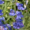 Penstemon Heterophyllus 'Electric Blue' -Perfect Greenery PENS T80557 A h