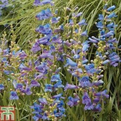 Penstemon Heterophyllus 'Electric Blue' -Perfect Greenery PENS T80557 B h