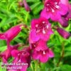 Penstemon 'Blackbird' -Perfect Greenery PENS BLACKBIRD1