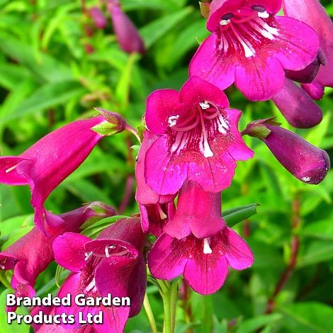 Penstemon 'Blackbird' 3 Penstemon 'Blackbird'