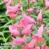 Penstemon 'Firebird' -Perfect Greenery PENS FIREBIRD1