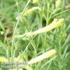 Penstemon Pinifolius 'Mersea Yellow' -Perfect Greenery PENS MERSEAYEL1