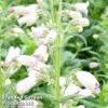 Penstemon 'Mother Of Pearl' -Perfect Greenery PENS MOTHERPEA1