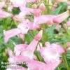 Penstemon 'Osprey' -Perfect Greenery PENS OSPREY1