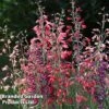 Penstemon Barbartus 'Twizzle' 1 Penstemon Barbartus 'Twizzle' -Perfect Greenery PENS TWIZZLEMI S40554