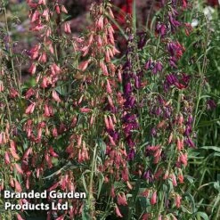 Penstemon Barbartus 'Twizzle' -Perfect Greenery PENS TWIZZLEMI S40557